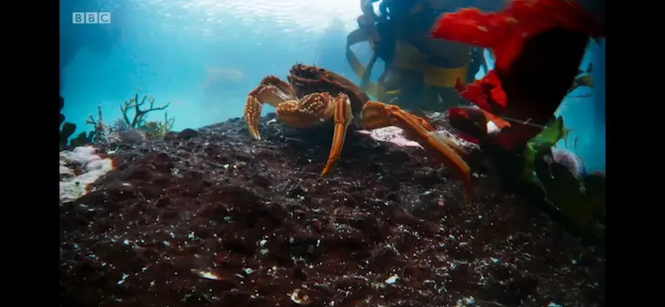 Cape rock crab (Guinusia chabrus) as shown in Blue Planet II - Green Seas